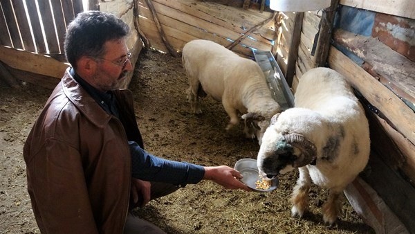 Ordu'da dev koçlar 90 kiloya ulaştı 2