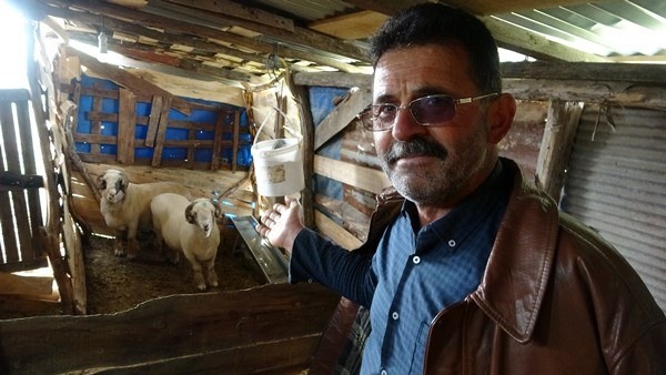 Ordu'da dev koçlar 90 kiloya ulaştı 6