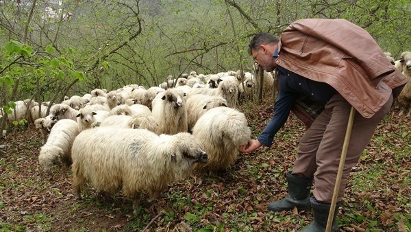 Ordu'da dev koçlar 90 kiloya ulaştı 5