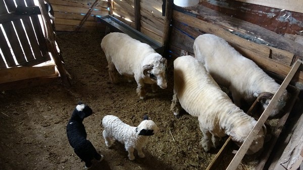 Ordu'da dev koçlar 90 kiloya ulaştı 3