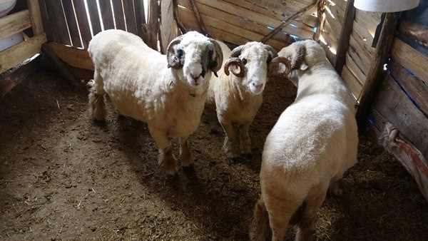 Ordu'da dev koçlar 90 kiloya ulaştı 4