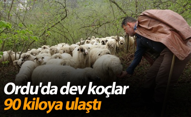 Ordu'da dev koçlar 90 kiloya ulaştı 1