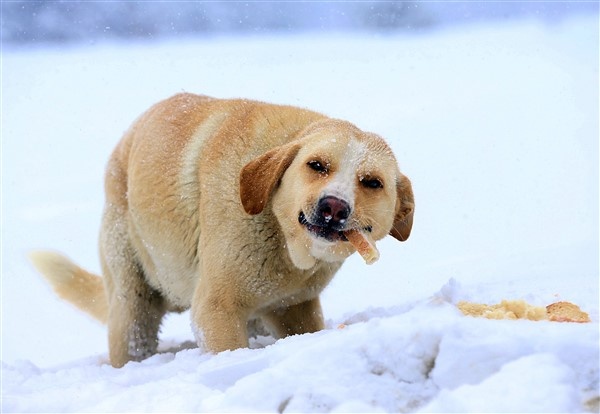 Trabzon'daki kar manzaraları büyüledi 2