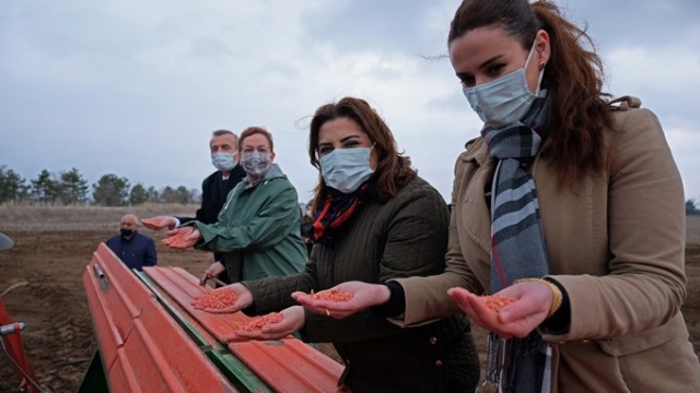 Susuz tarımda 'Sorgül' buğdayı dönemi 5