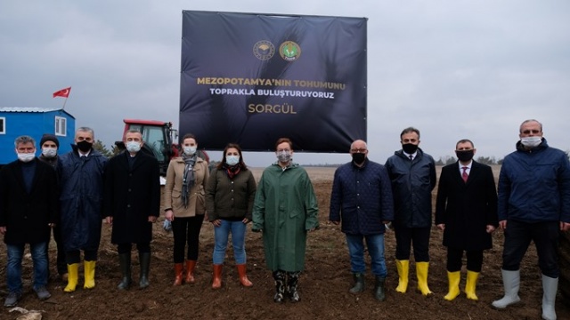 Susuz tarımda 'Sorgül' buğdayı dönemi 9