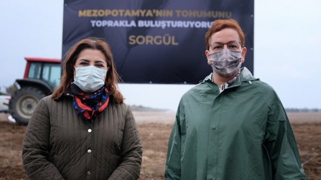 Susuz tarımda 'Sorgül' buğdayı dönemi 2