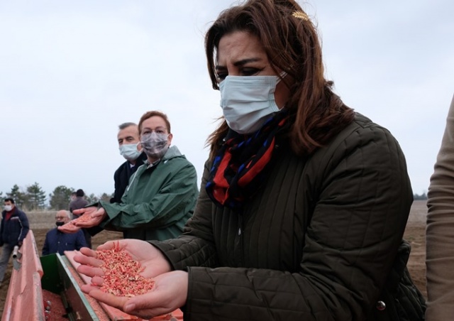 Susuz tarımda 'Sorgül' buğdayı dönemi 3