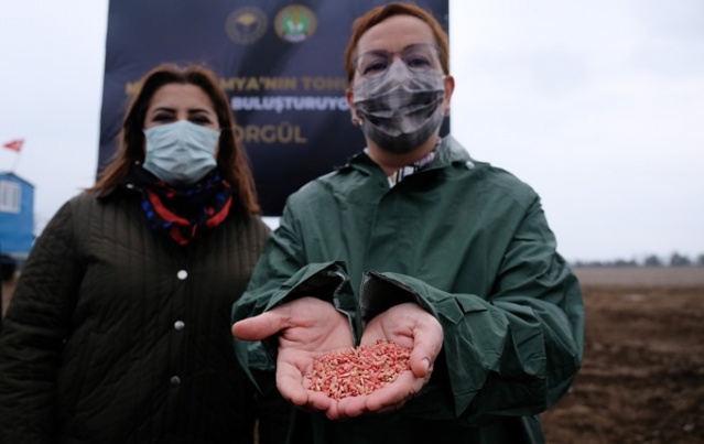 Susuz tarımda 'Sorgül' buğdayı dönemi 10