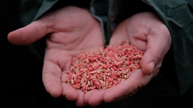 Susuz tarımda 'Sorgül' buğdayı dönemi 8