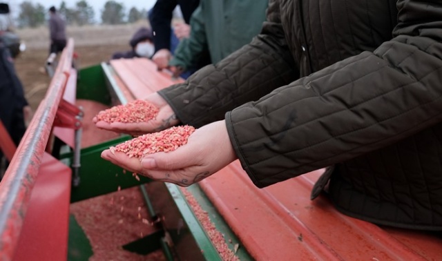 Susuz tarımda 'Sorgül' buğdayı dönemi 11