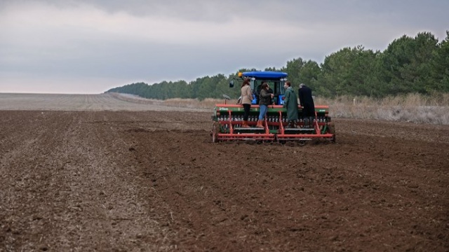 Susuz tarımda 'Sorgül' buğdayı dönemi 7