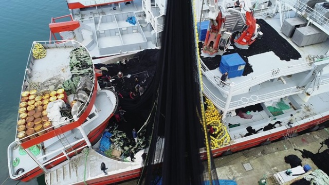 Karadenizli balıkçılar av sezonunu kapattı, ağlarını bakıma aldı 5