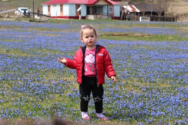 Mor Yayla'nın Mavi Yıldız çiçekleri açtı 16