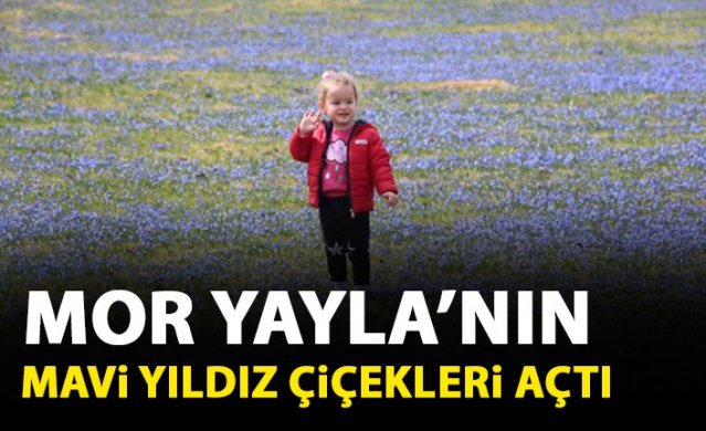 Mor Yayla'nın Mavi Yıldız çiçekleri açtı 1