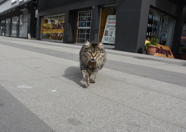 Trabzon'da kısıtlama sessizliği 11