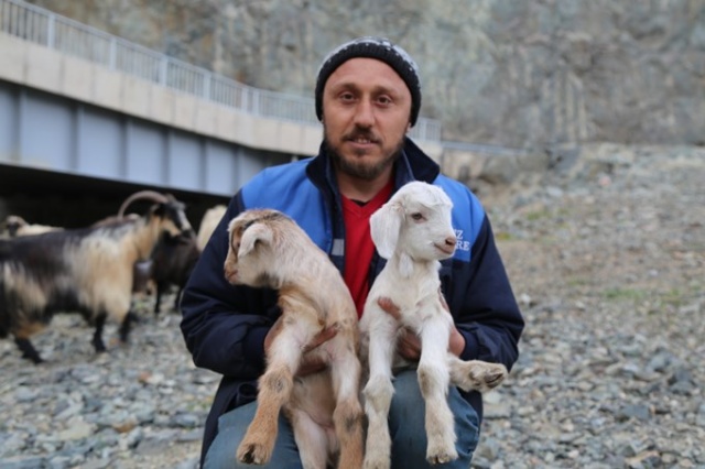 Artvin'de yayla göçü başladı. 20 Nisan 2021 11