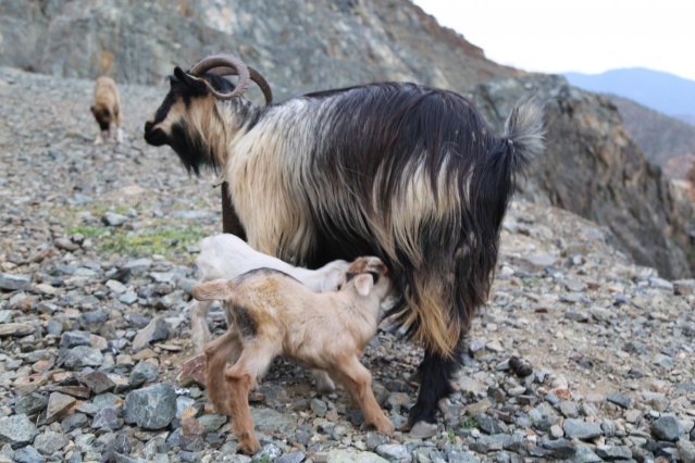 Artvin'de yayla göçü başladı. 20 Nisan 2021 2