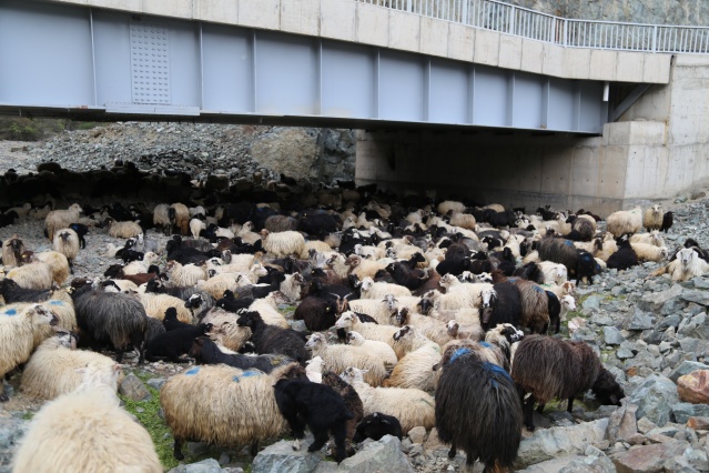 Artvin'de yayla göçü başladı. 20 Nisan 2021 4