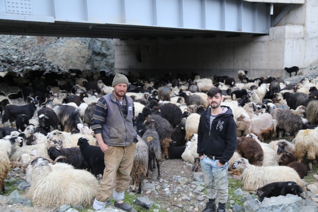 Artvin'de yayla göçü başladı. 20 Nisan 2021 3
