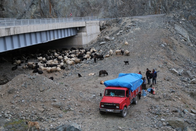 Artvin'de yayla göçü başladı. 20 Nisan 2021 10