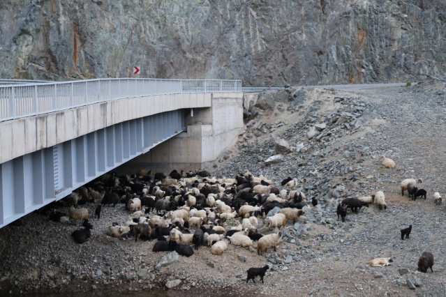 Artvin'de yayla göçü başladı. 20 Nisan 2021 6