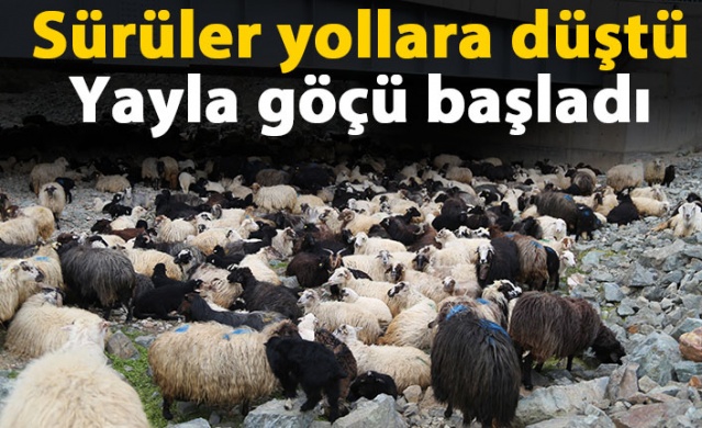 Artvin'de yayla göçü başladı. 20 Nisan 2021 1