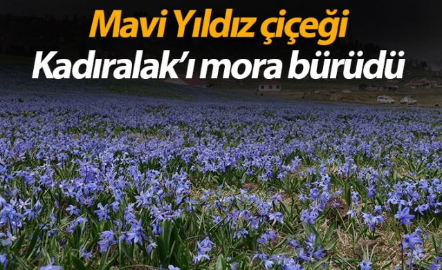 Mavi Yıldız Çiçeği Kadıralak Yaylasını mora bürüdü 1