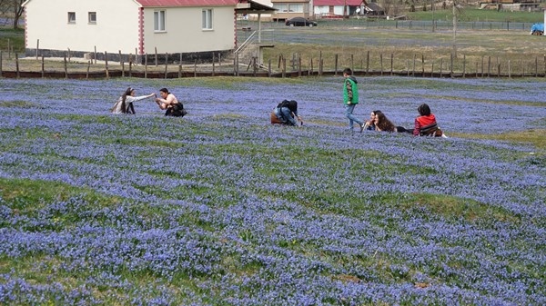 Mavi Yıldız Çiçeği Kadıralak Yaylasını mora bürüdü 15