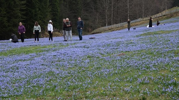 Mavi Yıldız Çiçeği Kadıralak Yaylasını mora bürüdü 12