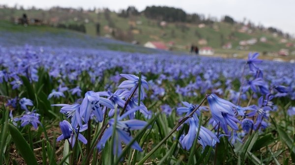 Mavi Yıldız Çiçeği Kadıralak Yaylasını mora bürüdü 5