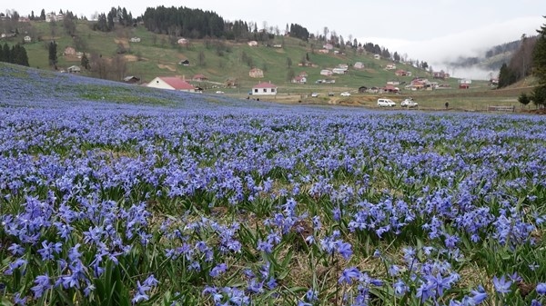 Mavi Yıldız Çiçeği Kadıralak Yaylasını mora bürüdü 11