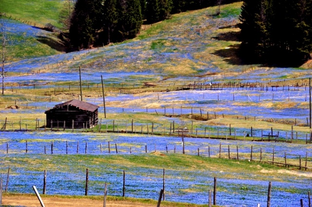 Kadıralak Yaylası'nın koruma statüsü değişikliğine iptal kararı 6
