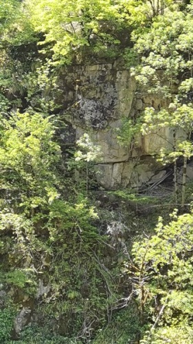 Artvin’de kayalıklardan düşen 2 aylık keçi yavrusu 24 saat sonra kurtarıldı 4