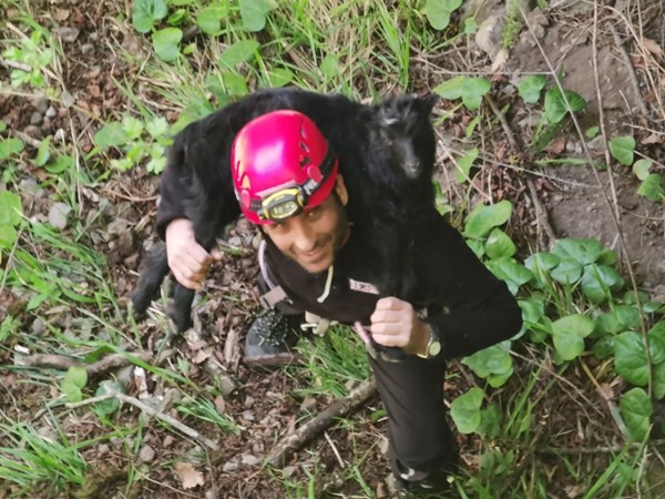 Artvin’de kayalıklardan düşen 2 aylık keçi yavrusu 24 saat sonra kurtarıldı 7