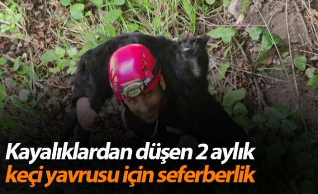Artvin’de kayalıklardan düşen 2 aylık keçi yavrusu 24 saat sonra kurtarıldı 1