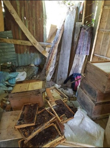 Artvin'de önce yatağına yatmış sonra kovanlarını parçalamış 4