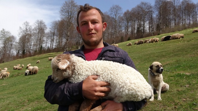 Trabzon'da kuzular yayla yolculuğu öncesi çayırların tadını çıkardı 13