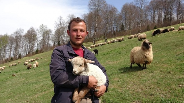 Trabzon'da kuzular yayla yolculuğu öncesi çayırların tadını çıkardı 3
