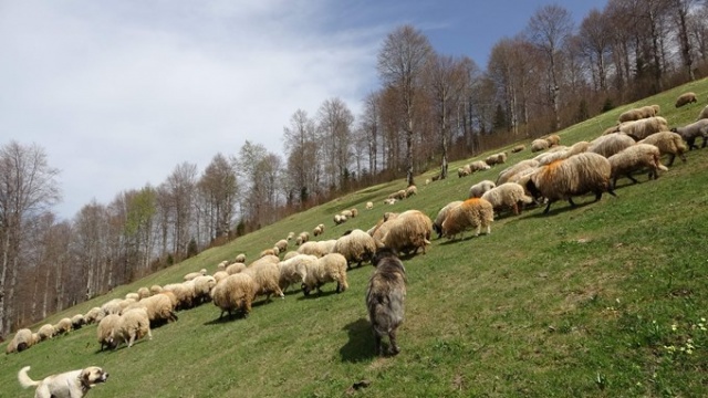 Trabzon'da kuzular yayla yolculuğu öncesi çayırların tadını çıkardı 7