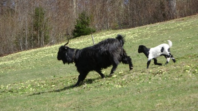 Trabzon'da kuzular yayla yolculuğu öncesi çayırların tadını çıkardı 12