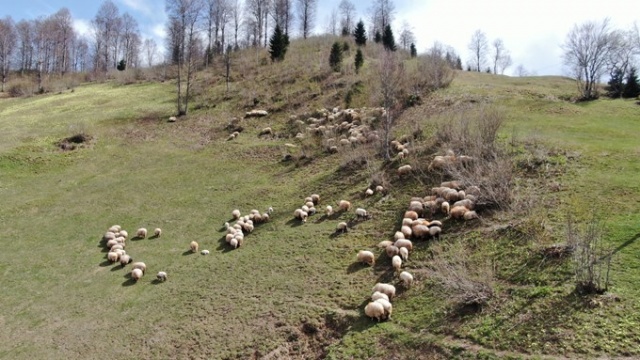 Trabzon'da kuzular yayla yolculuğu öncesi çayırların tadını çıkardı 11