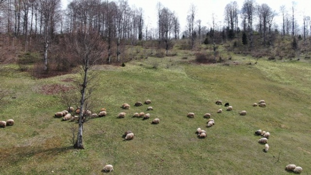Trabzon'da kuzular yayla yolculuğu öncesi çayırların tadını çıkardı 5