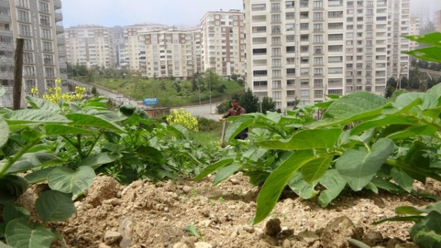 Trabzon'da lüks siteler arasında köy hayatından kopmadılar 6