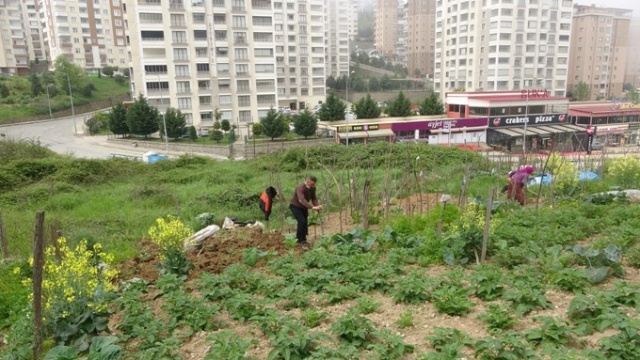 Trabzon'da lüks siteler arasında köy hayatından kopmadılar 10