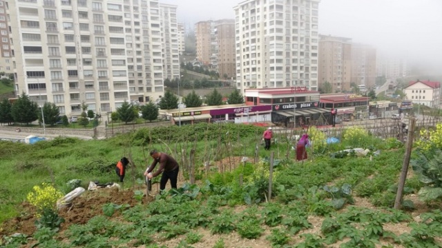 Trabzon'da lüks siteler arasında köy hayatından kopmadılar 7