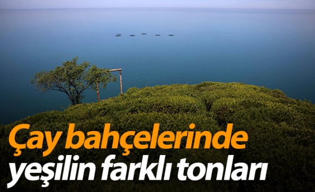 Çay bahçelerinde yeşilin farklı tonları 1