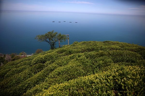 Çay bahçelerinde yeşilin farklı tonları 10