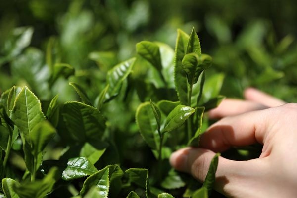 Çay bahçelerinde yeşilin farklı tonları 2