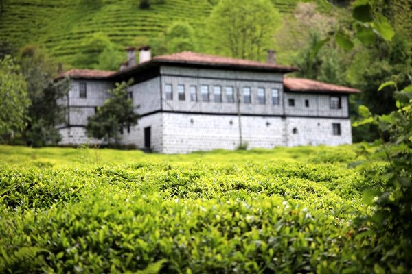 Çay bahçelerinde yeşilin farklı tonları 6
