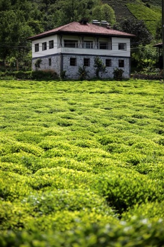Çay bahçelerinde yeşilin farklı tonları 16